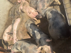 Porci de vanzare de carne  - imagine 3