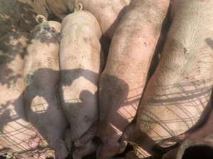 Porci de vanzare de carne  - imagine 4