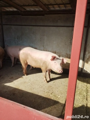 Porci de carne 170-220 kg - imagine 2
