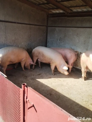 Porci de carne 170-220 kg - imagine 3