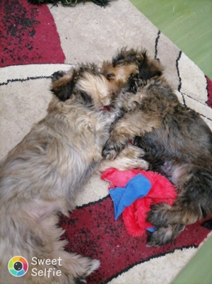 Bichon havanez 2 luni 