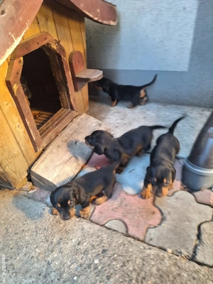 Căței Teckel  - imagine 2