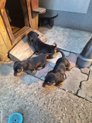 Căței Teckel  - imagine 3