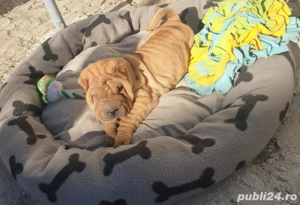 De vanzare puiuti Shar pei