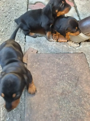 Căței Teckel  - imagine 5