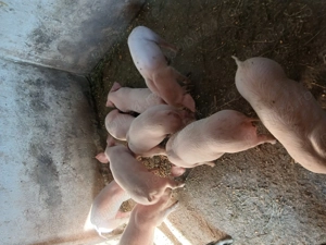 Purcei de vanzare de carne  - imagine 2