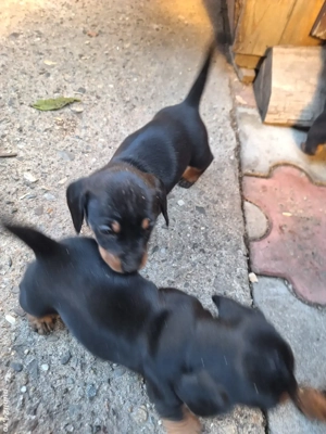 Căței Teckel  - imagine 4