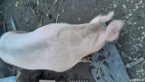 de vinzare detalii la nr telefon  - imagine 2