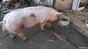 de vinzare detalii la nr telefon  - imagine 3