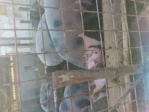 Vând porci  - imagine 4