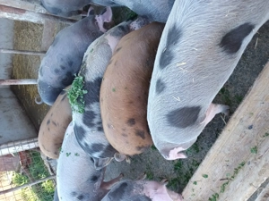 Vând porci  - imagine 5