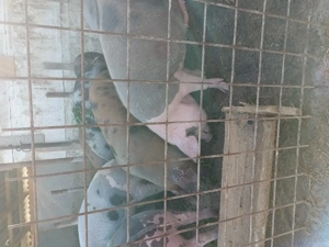 Vând porci  - imagine 2