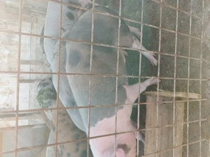 Vând porci  - imagine 3