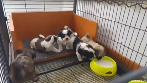 bichon ajut cu transport în țară - imagine 4