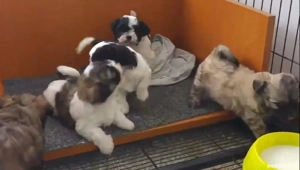 bichon ajut cu transport în țară - imagine 5