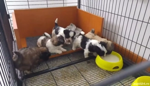 bichon ajut cu transport în țară - imagine 3