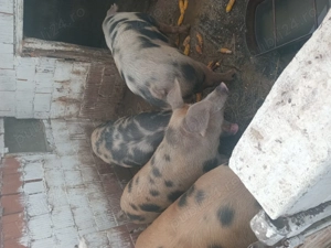 Porci de vanzare la 15 leikg la . Petroman  