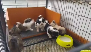 bichon ajut cu transport în țară - imagine 2