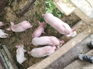 purcei de vânzare  - imagine 3