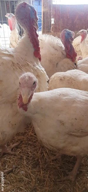 vindem curcani  - imagine 3