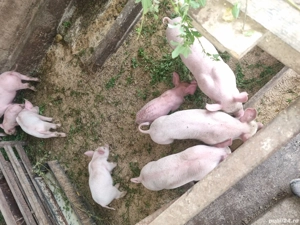 purcei de vânzare  - imagine 2