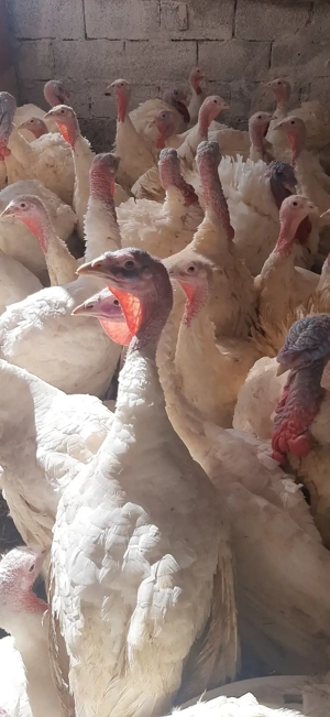 vindem curcani  - imagine 2