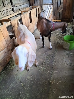 vand capre de rasa  - imagine 4