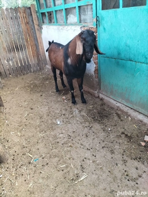 vand capre de rasa  - imagine 3