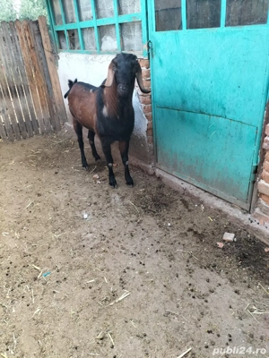 vand capre de rasa  - imagine 5