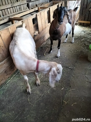 vand capre de rasa  - imagine 2