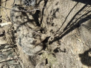 Vând porci mangalita  - imagine 2