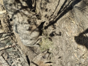 Vând porci mangalita 