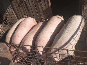 Vand porcii! - imagine 5