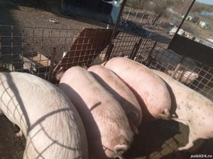 Vand porcii! - imagine 3