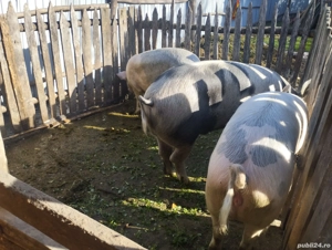 Vand porci grași  - imagine 2