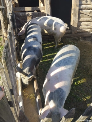 Vand porci grași  - imagine 3