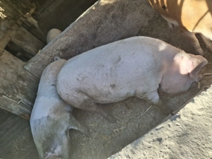 Vând porci marele alb - imagine 2