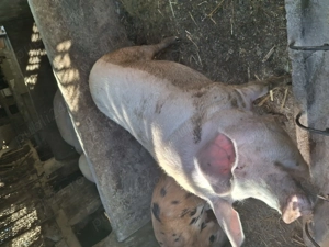 Vând porci marele alb - imagine 4