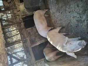 Vând porci marele alb - imagine 3