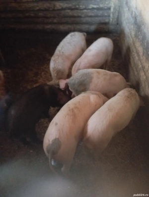 Purcei de vânzare  - imagine 2