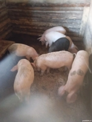 Purcei de vânzare  - imagine 4