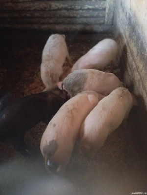 Purcei de vânzare  - imagine 3