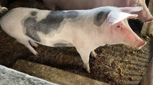 Purcea petrean tanara  - imagine 5