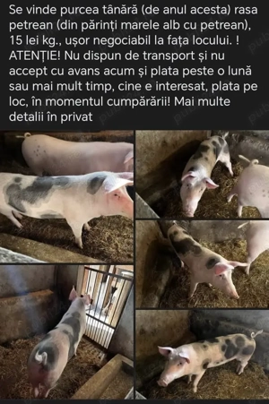 Purcea petrean tanara  - imagine 2