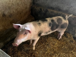 Purcea petrean tanara  - imagine 4