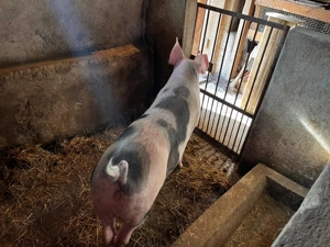 Purcea petrean tanara  - imagine 3