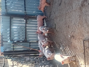 vind purcei  - imagine 2