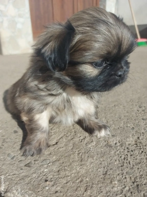 băiat, detalii la nr de telefon