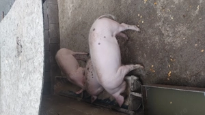 De vânzare purcelușe rasa pietrain belgian  - imagine 2