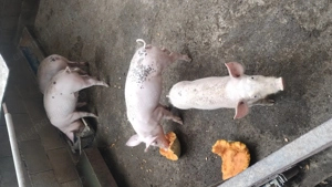 De vânzare purcelușe rasa pietrain belgian 